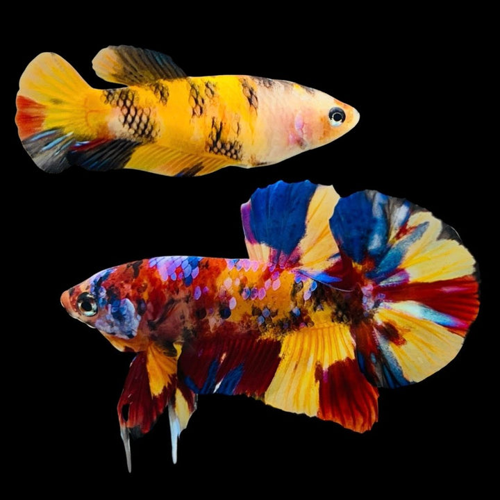 Rare Pair Koi Multicolors Betta Fish