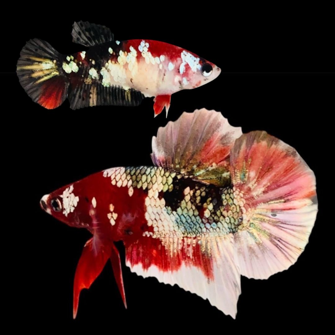 Rare Pair Red Copper Betta Fish