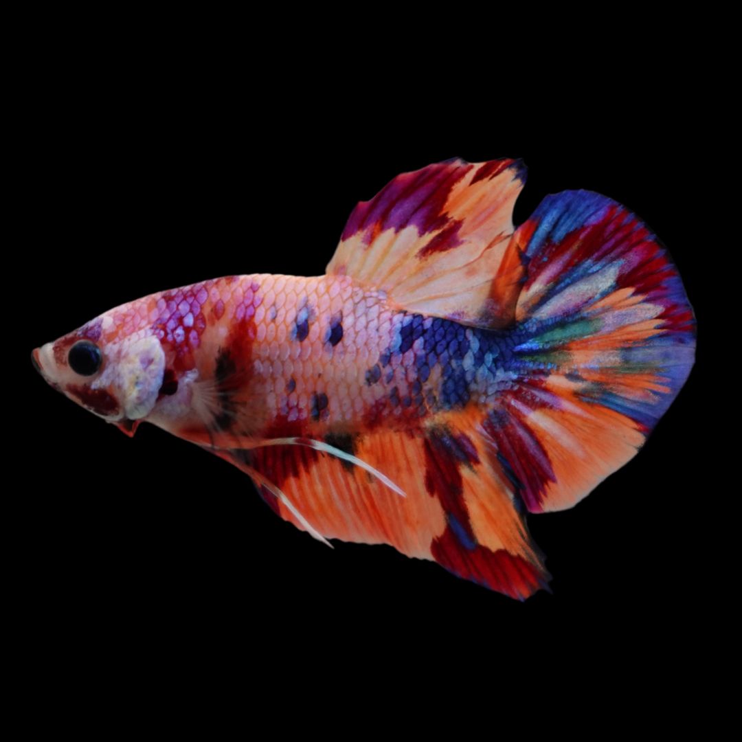 Rare Koi Multicolors Betta Fish