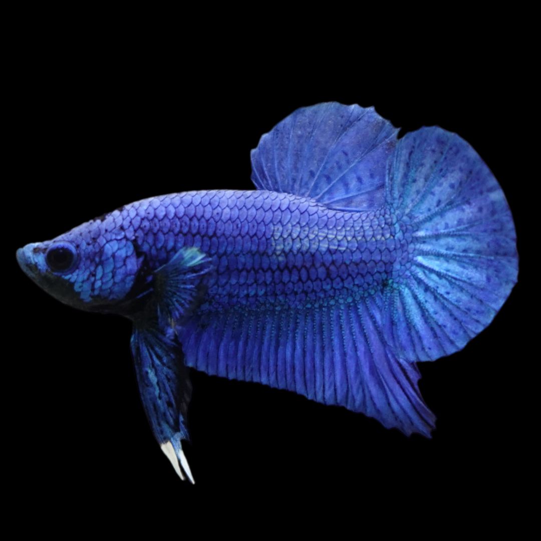 Navy Blue Betta Fish