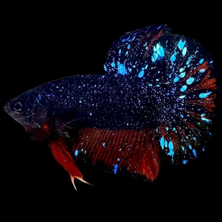 Rare Avatar Betta Fish
