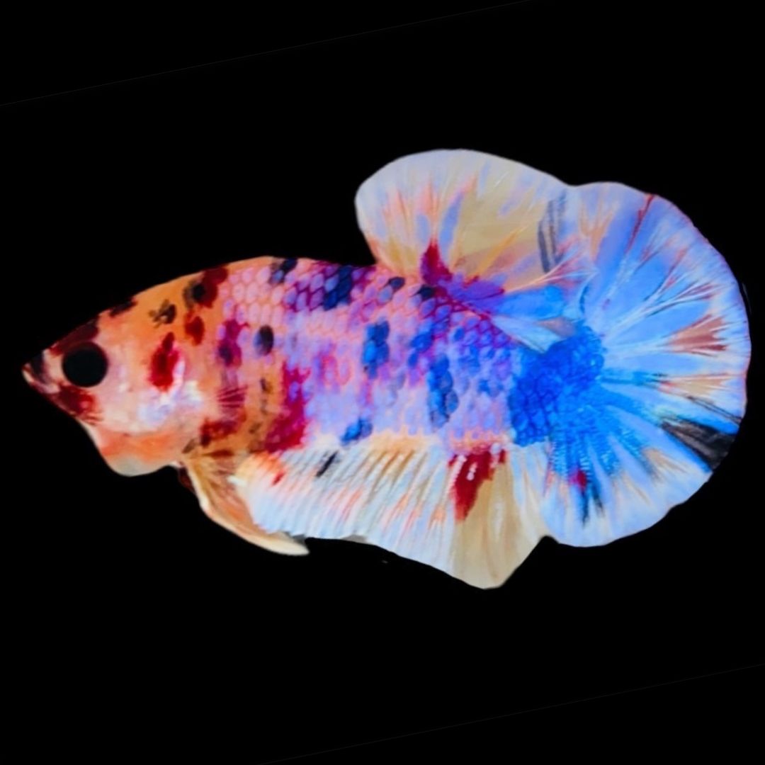 Rare Koi Multicolors Betta Fish