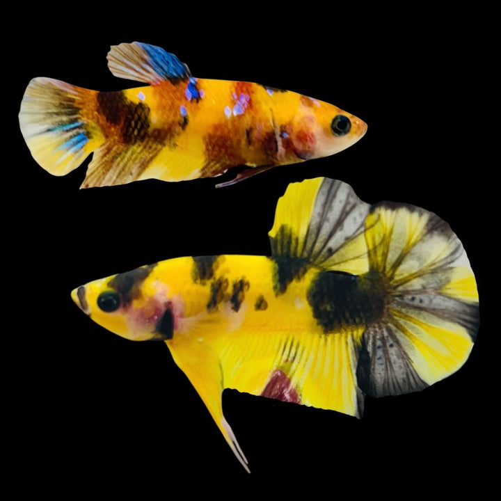 Rare Pair Koi Multicolors Betta Fish