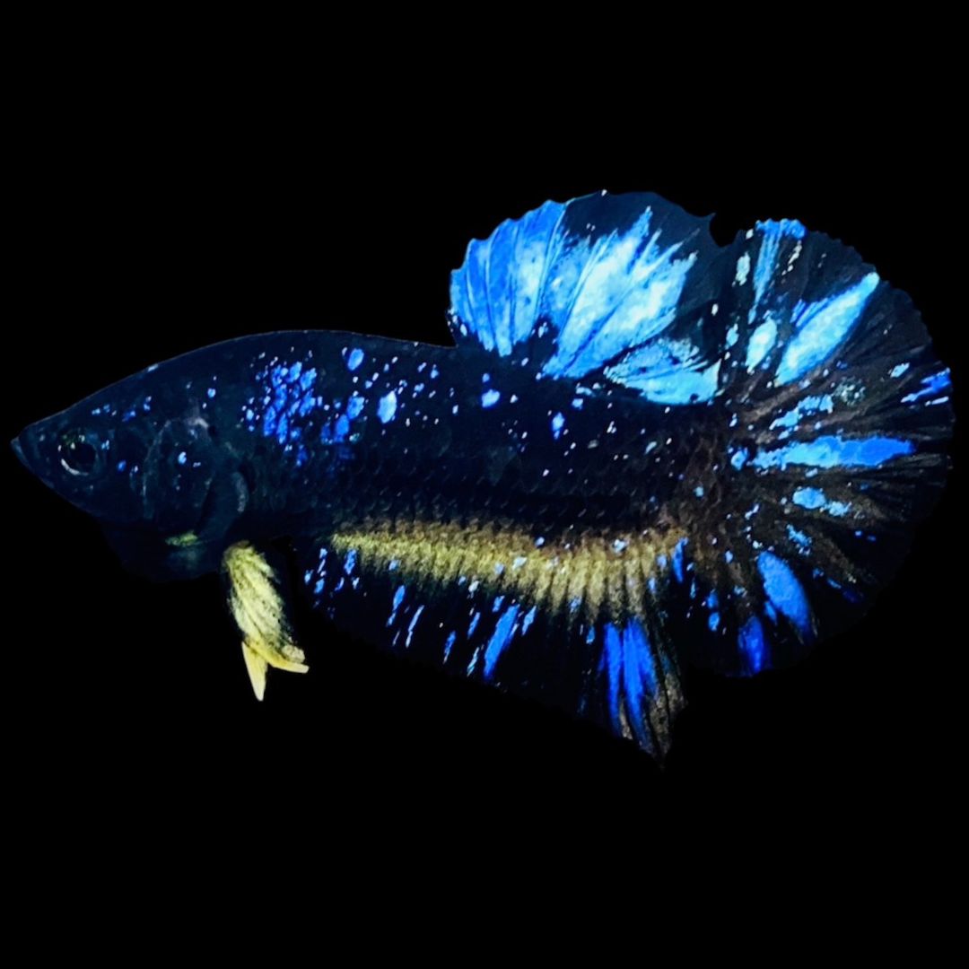 Rare Avatar Betta Fish