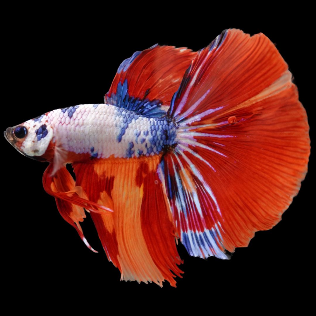 Rare Halfmoon Multicolors Betta Fish