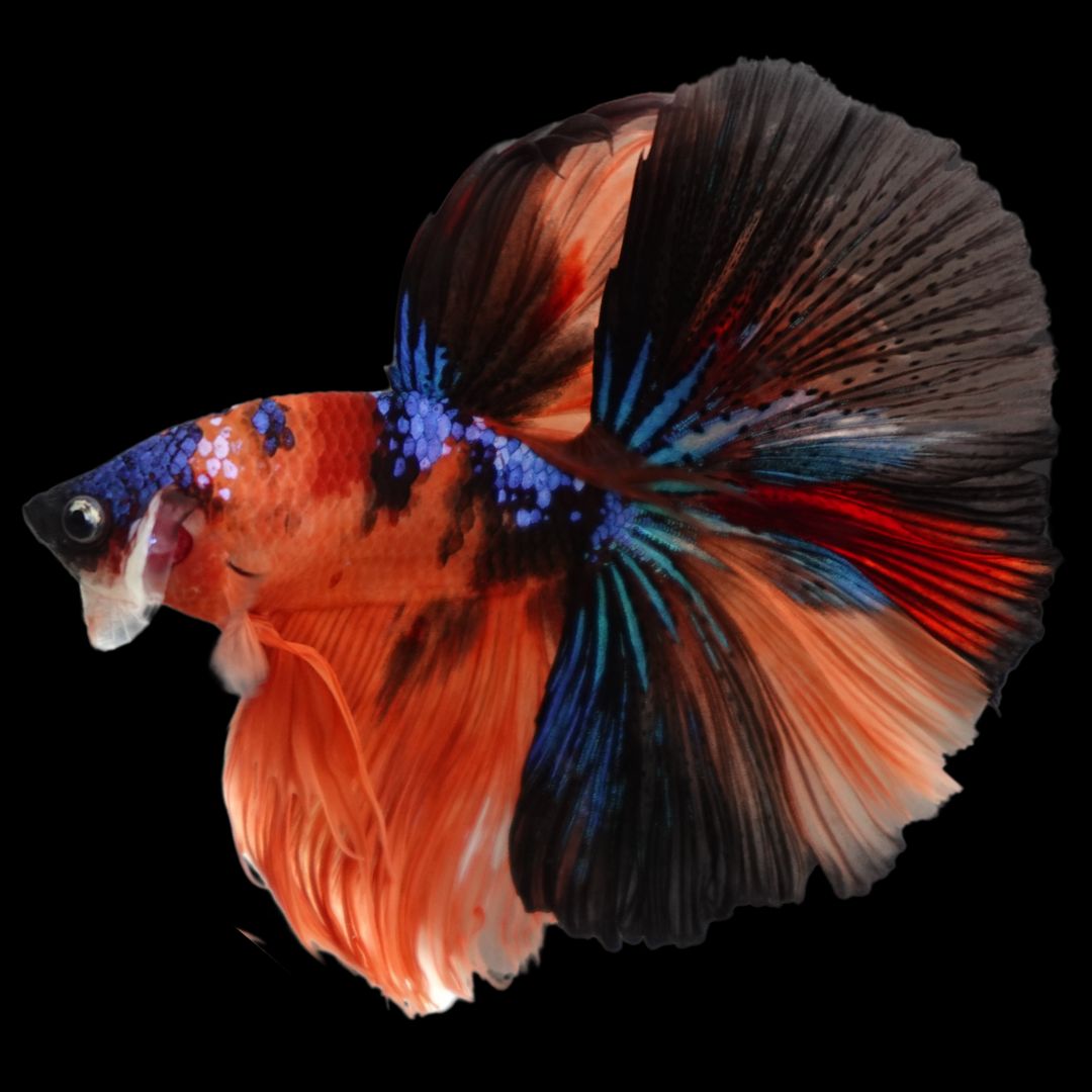 Rare Halfmoon Multicolors Betta Fish