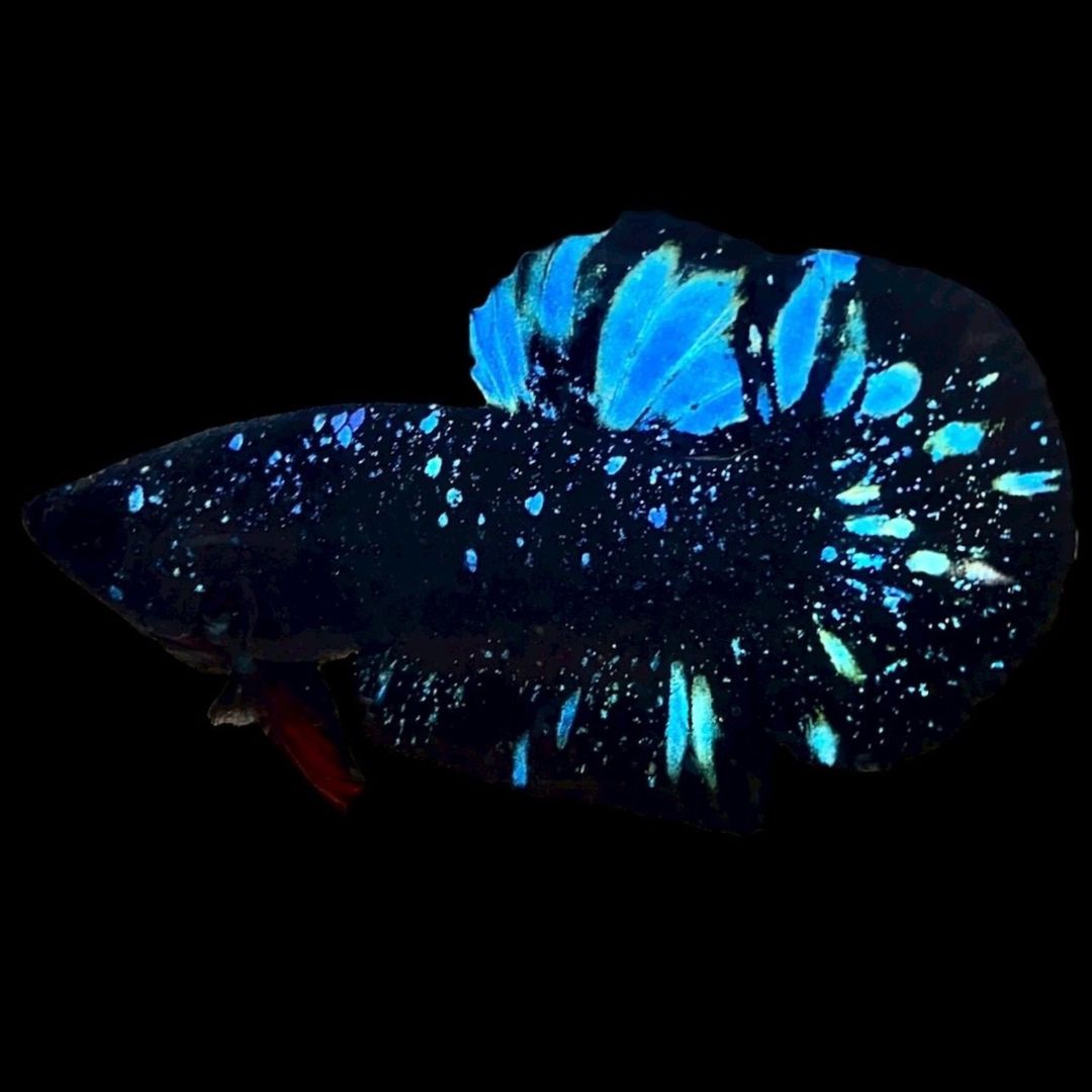 Rare Avatar Betta Fish