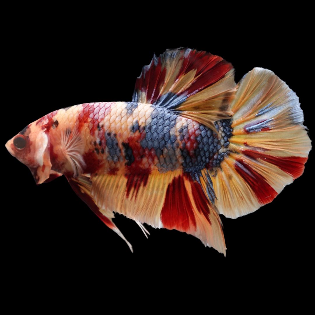 Rare Giant Multicolors Betta Fish