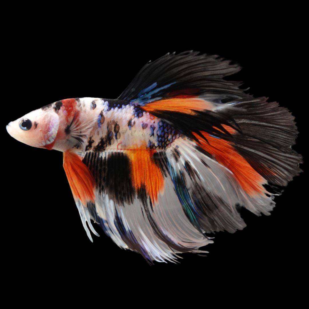 Rare Halfmoon Koi Multicolors Betta Fish