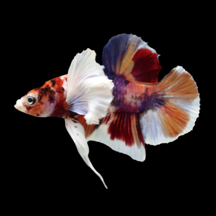 Competition grade - Dumbo Multicolors Betta Fish