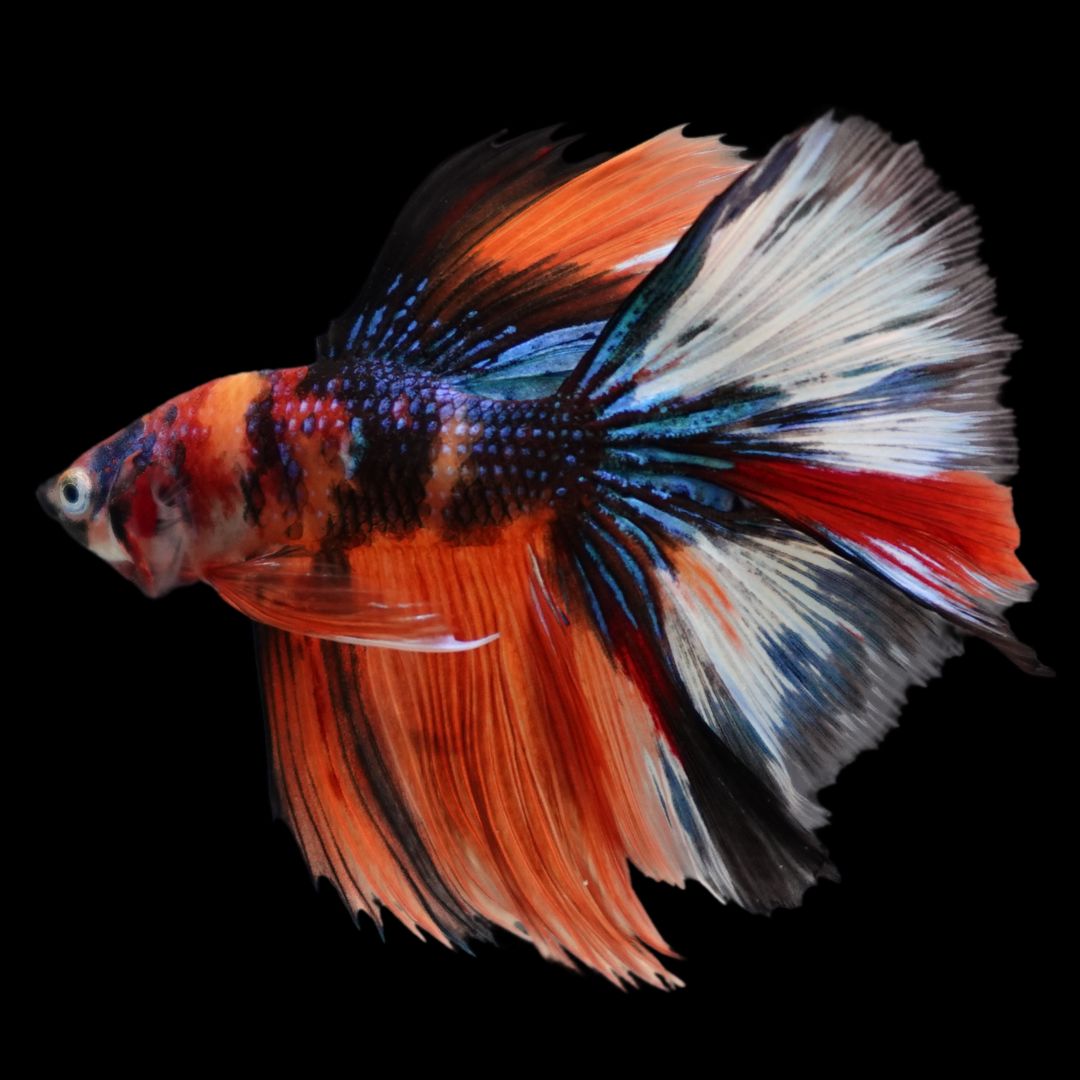 Rare Halfmoon Multicolors Betta Fish