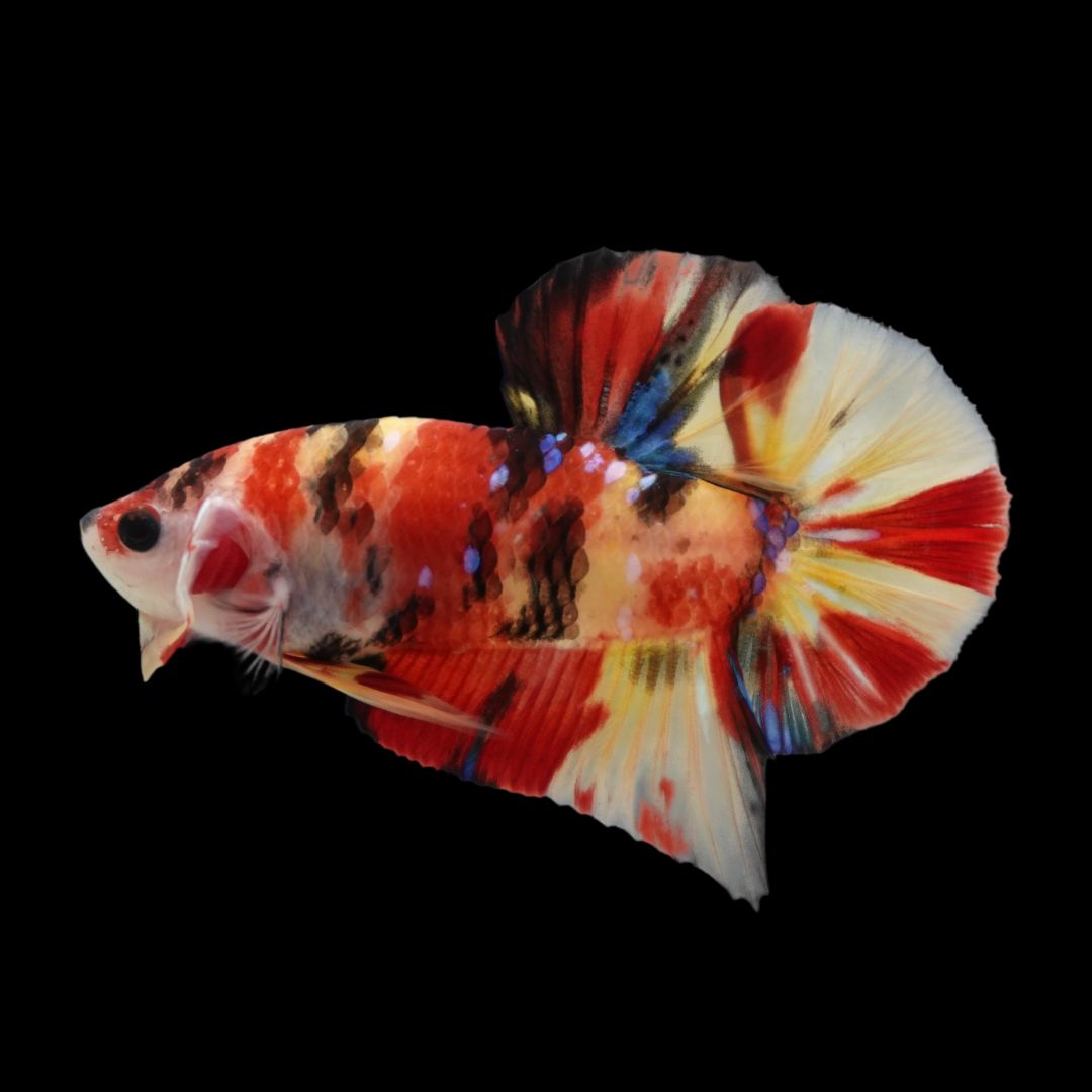 Rare Fire Tiger Betta Fish