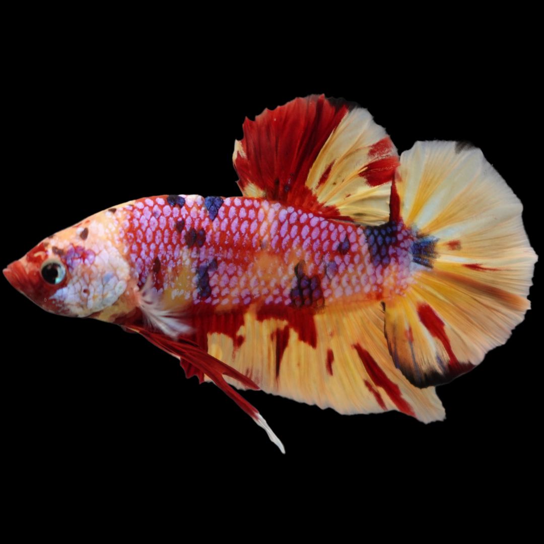 Rare Giant Multicolors Betta Fish