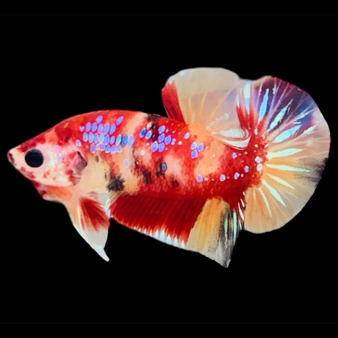 Rare Koi Multicolors Betta Fish