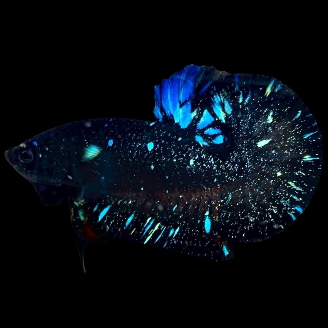 Rare Avatar Betta Fish