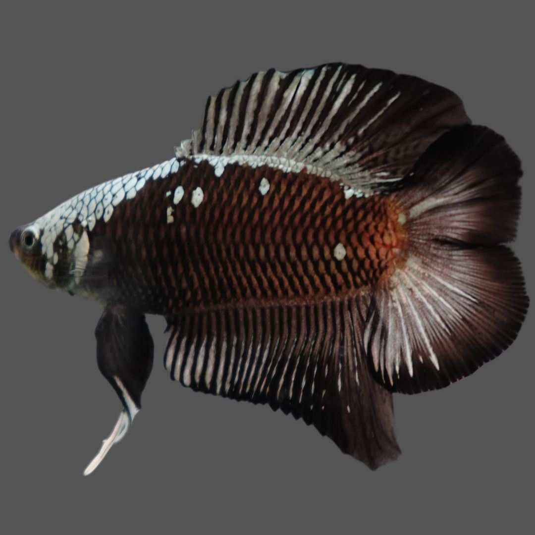 Rare Double Tail Copper Samurai Betta Fish