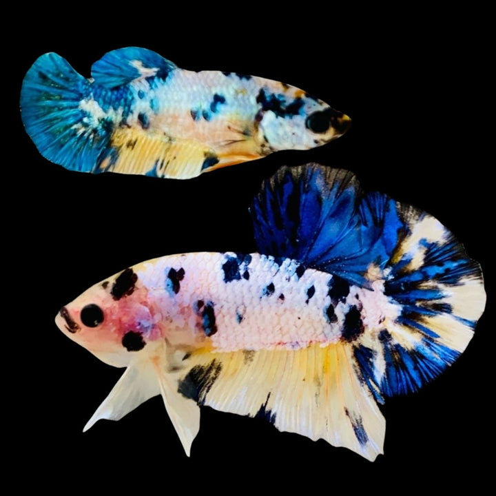 Rare Pair Blue Marble Betta Fish