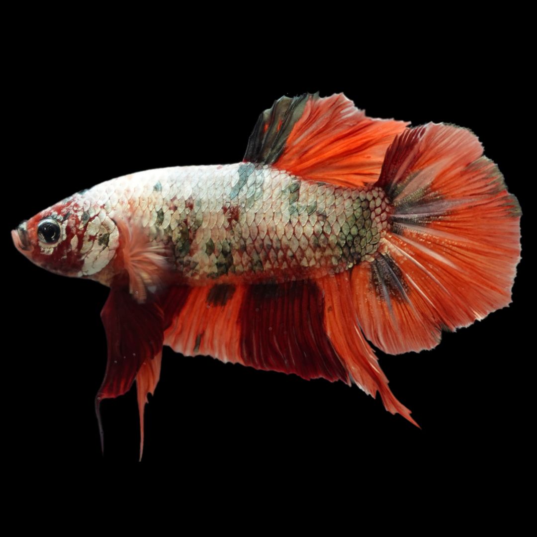 Rare Giant Red Copper Betta Fish