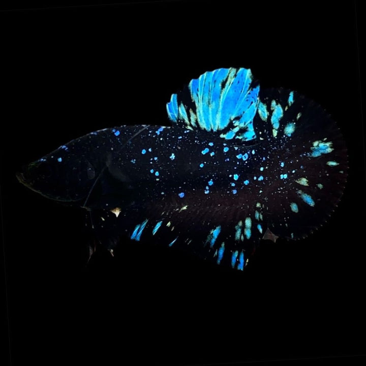 Rare Avatar Betta Fish