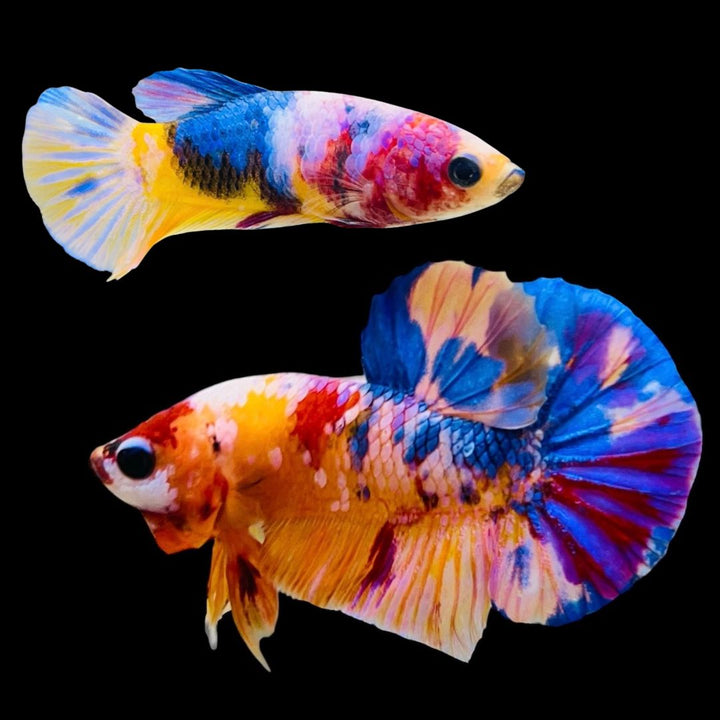 Rare Pair Koi Multicolors Betta Fish