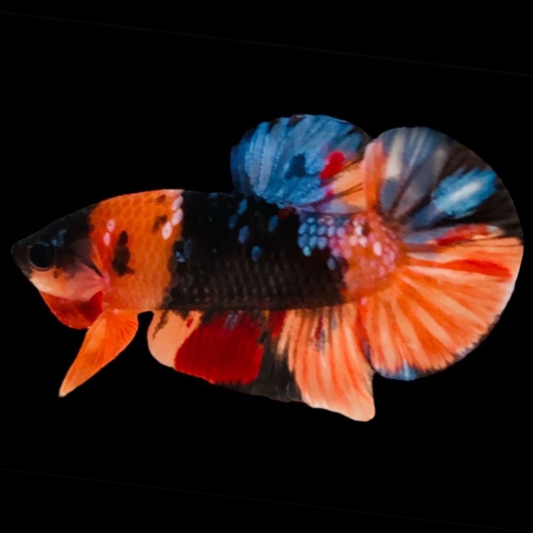 Rare Koi Multicolors Betta Fish