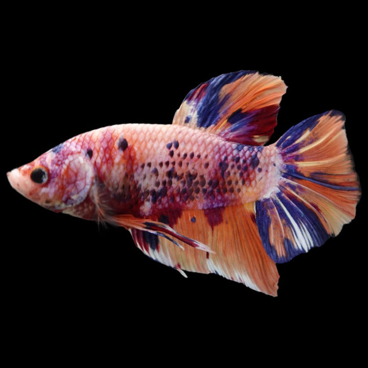 Rare Giant Multicolors Betta Fish