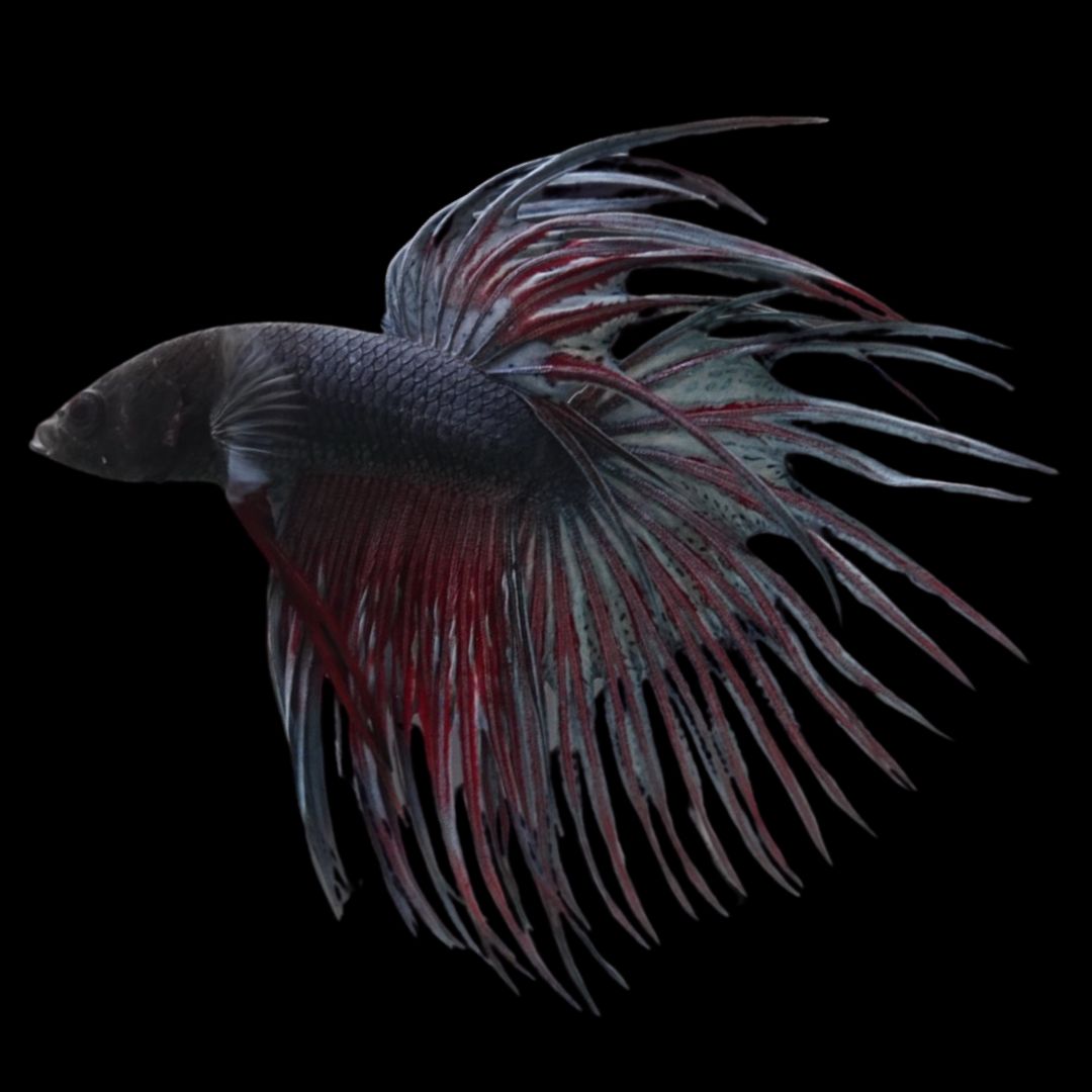 Rare Bloody Black Crowntail Betta Fish