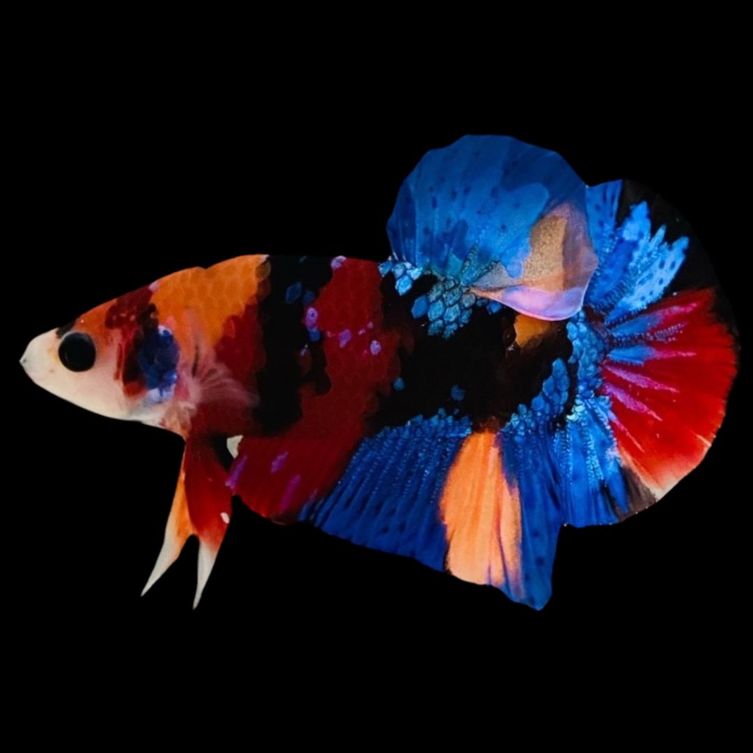 Rare Koi Multicolors Betta Fish