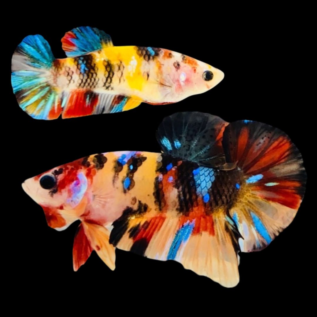 Rare Pair Koi Multicolors Betta Fish