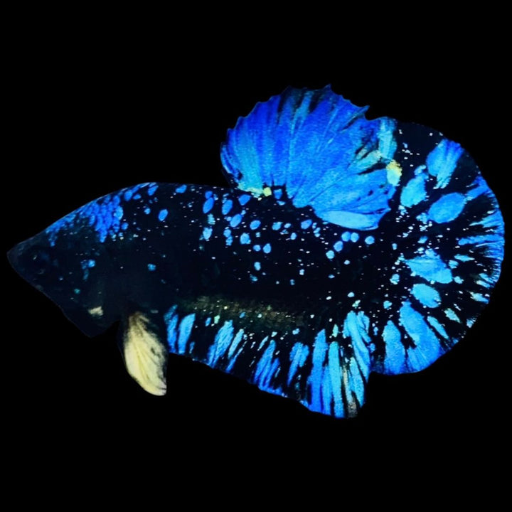 Rare Avatar Betta Fish