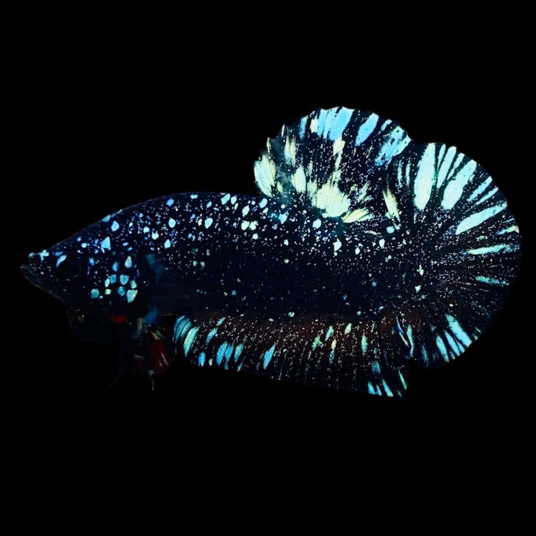 Rare Avatar Betta Fish