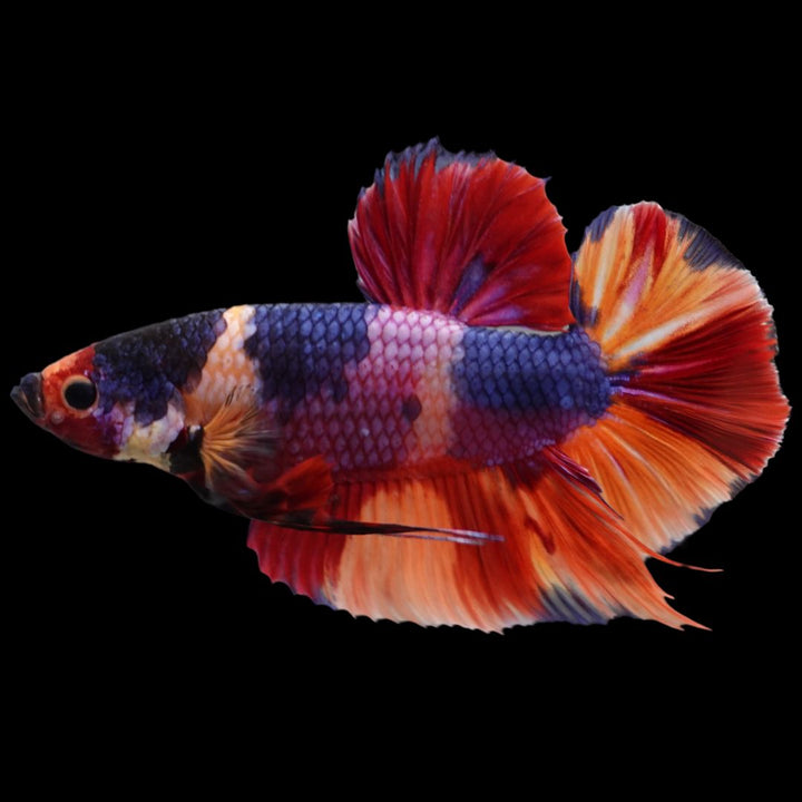 Rare Giant Multicolors Betta Fish