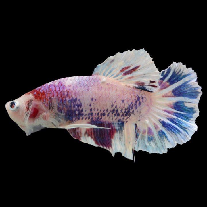 Rare Giant Koi Candy Betta Fish