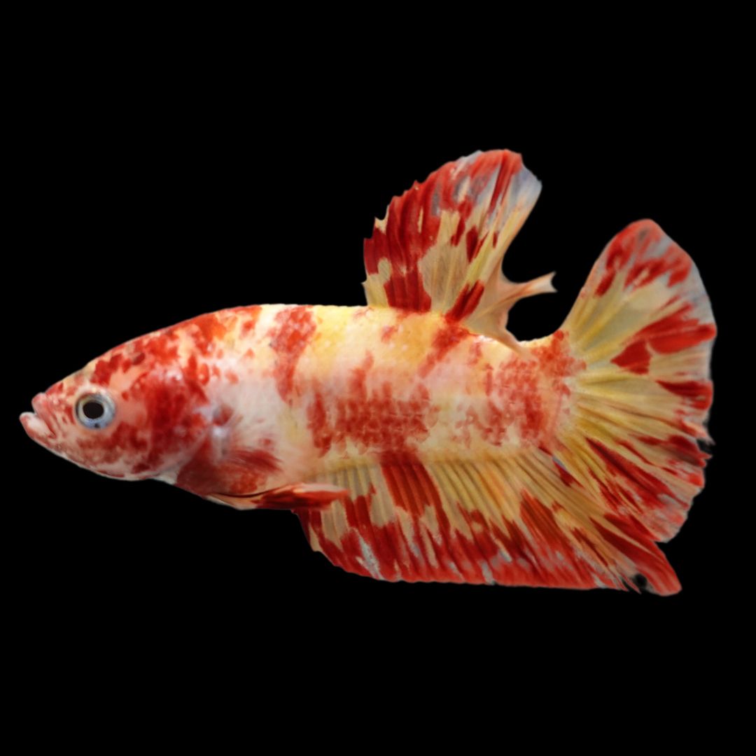 Rare Koi Multicolors Betta Fish