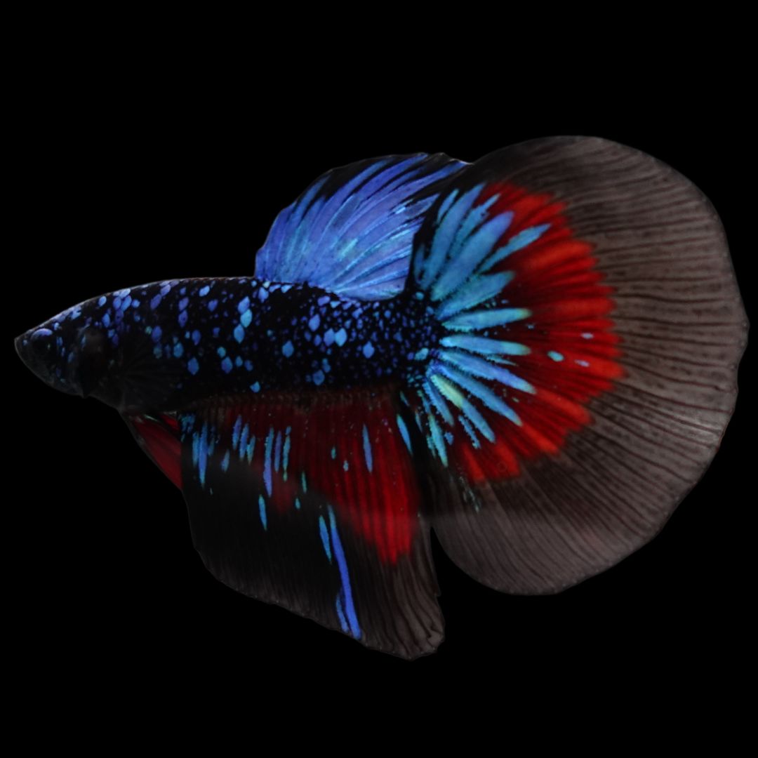 Rare Halfmoon Black Star Betta Fish