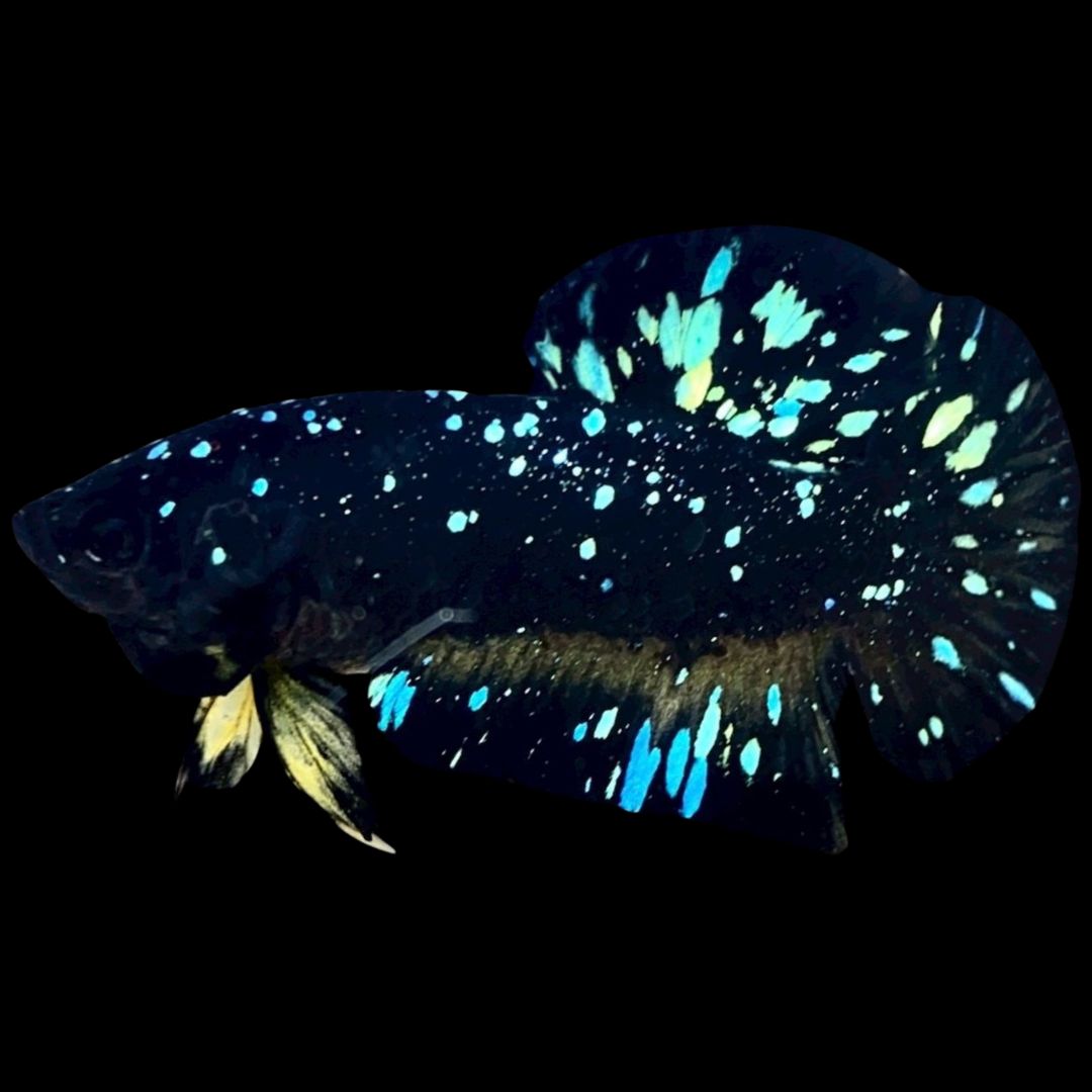 Rare Avatar Betta Fish