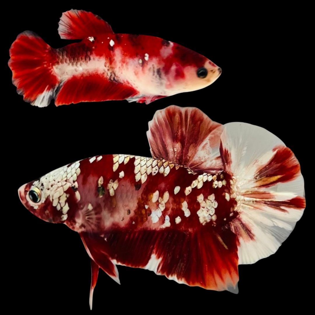 Rare Pair Red Copper Betta Fish