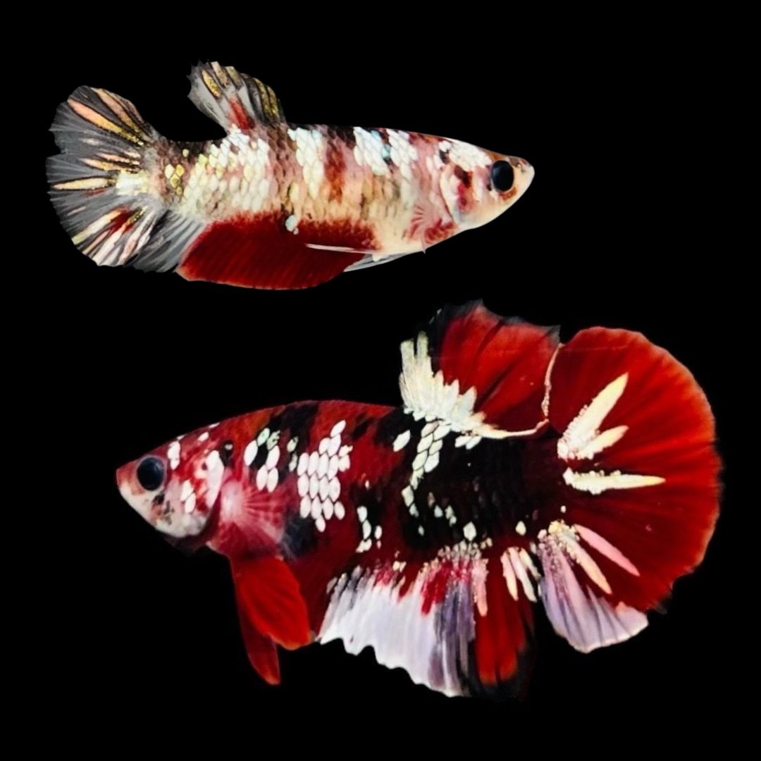 Rare Pair Red Copper Betta Fish