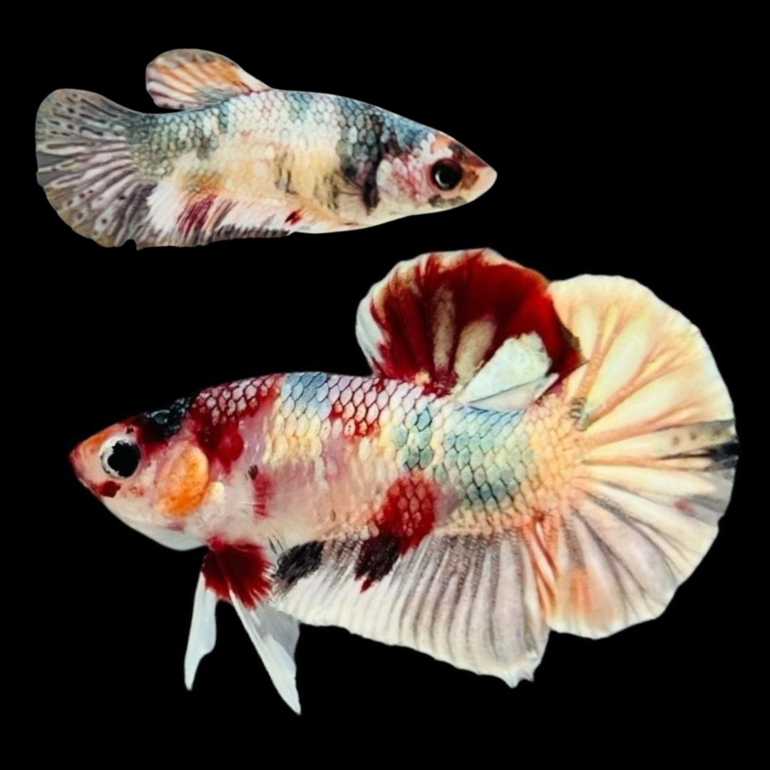 Rare Pair Nemo Copper Betta Fish