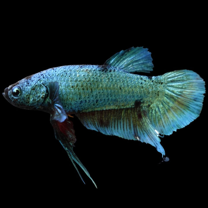 Rare Giant Multicolors Betta Fish