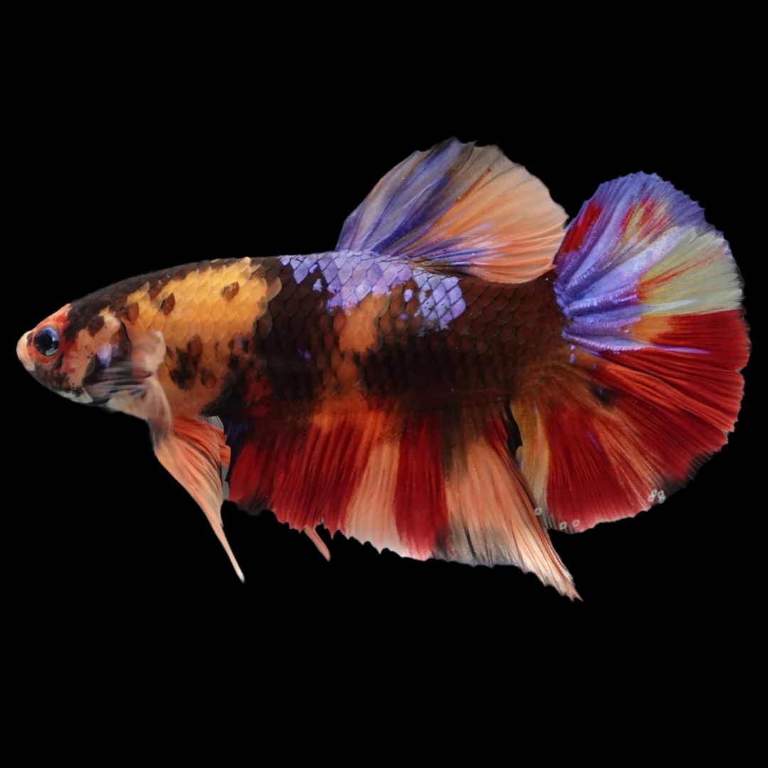 Rare Giant Multicolors Betta Fish