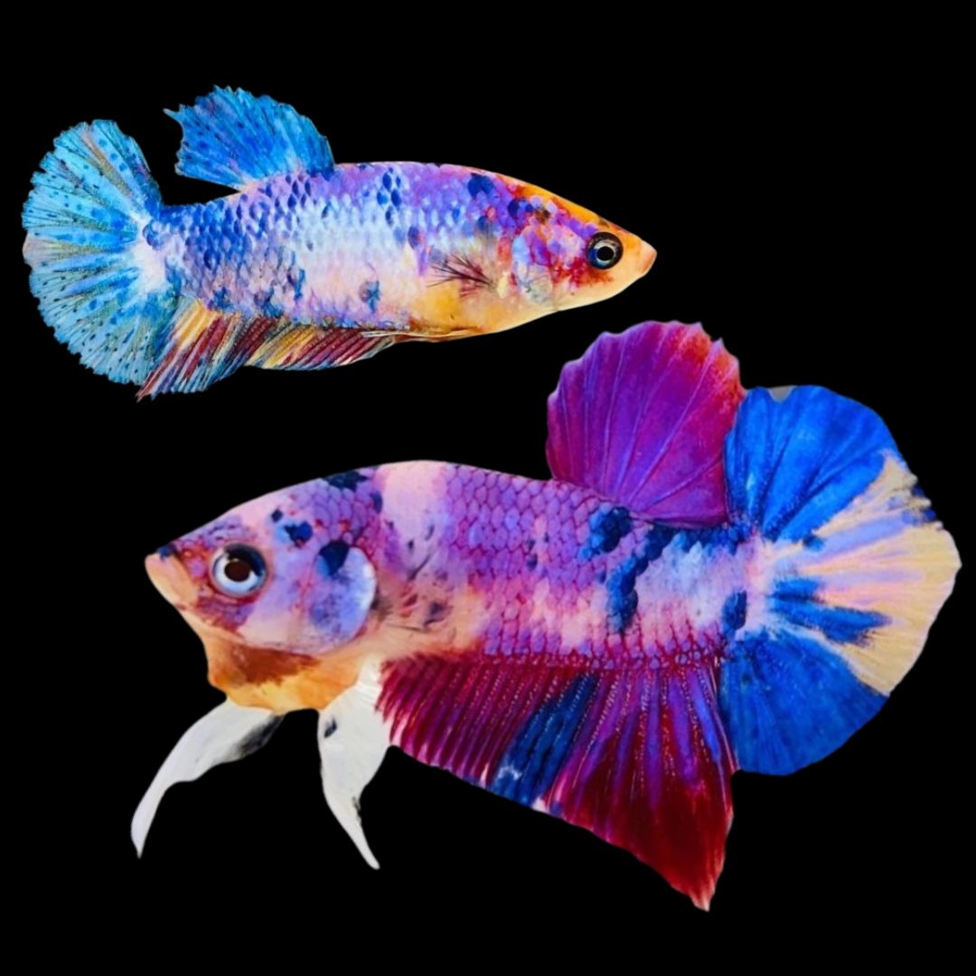 Rare Pair Koi Multicolors Betta Fish