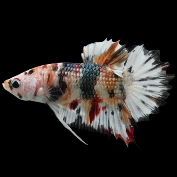 Rare CTPK Multicolor Betta Fish