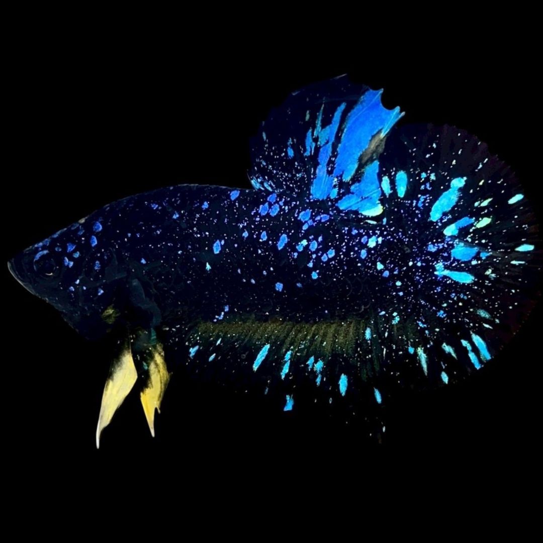 Rare Avatar Betta Fish
