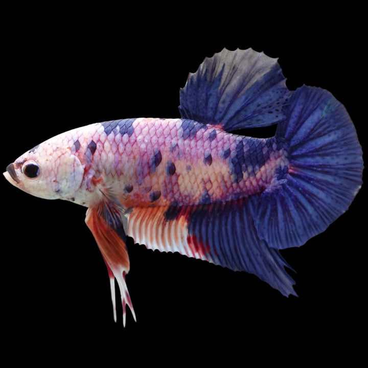 Rare Giant Multicolors Betta Fish