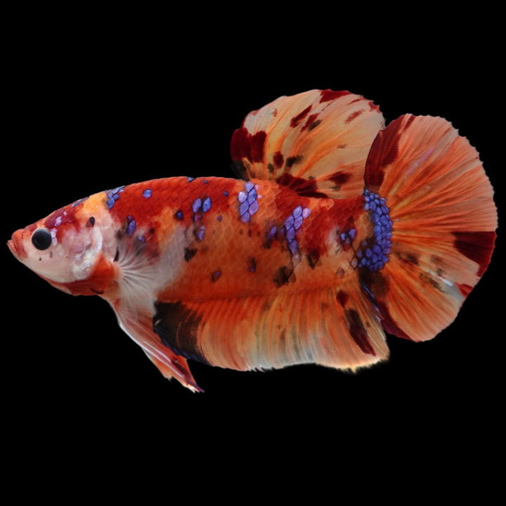 Rare Giant Multicolors Betta Fish