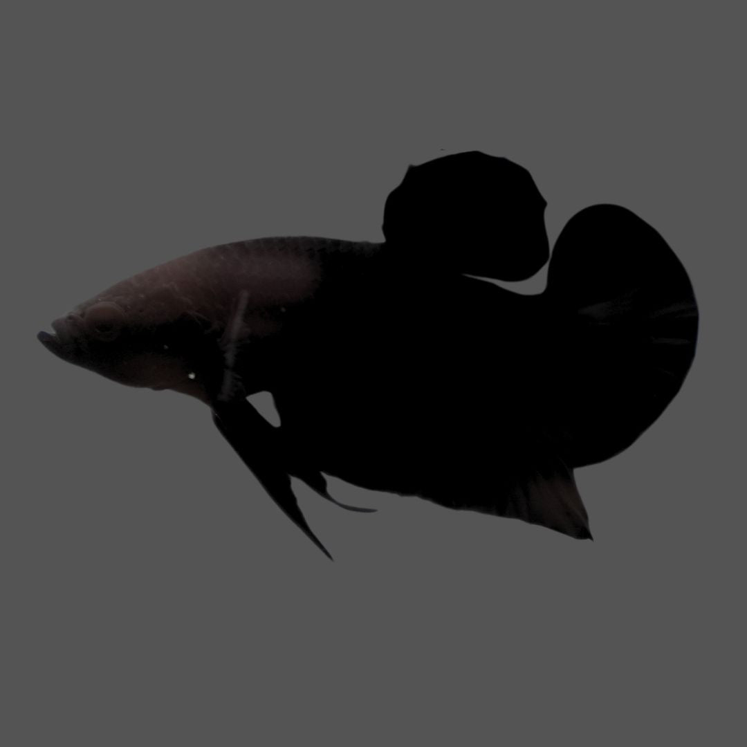 Competition grade - Super Black HMPK Betta Fish