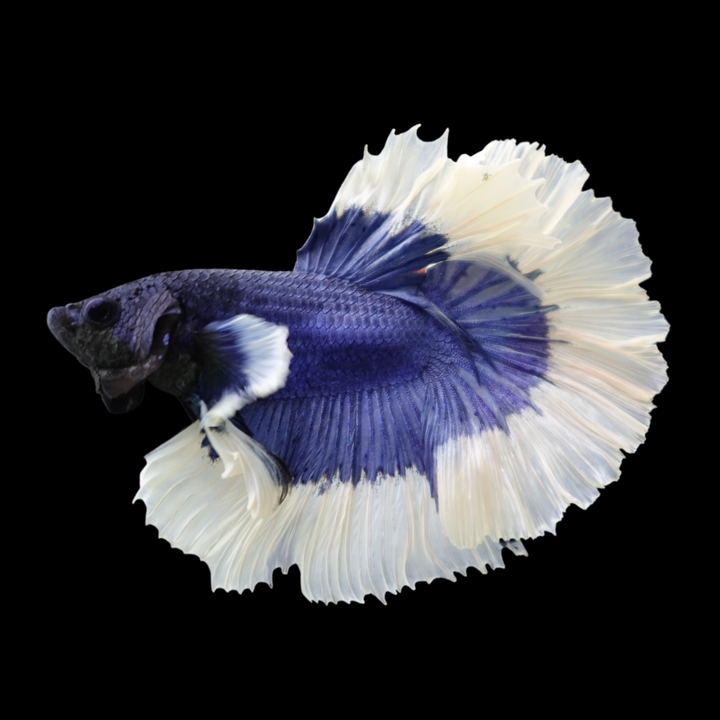 Halfmoon Blue Butterfly Betta Fish