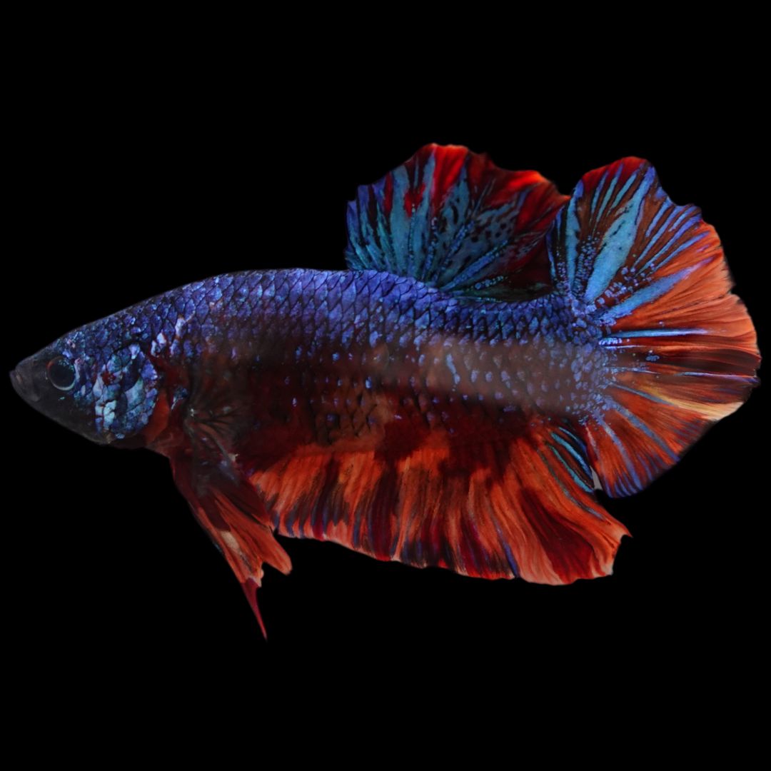 Rare Giant Galaxy Fire Betta Fish