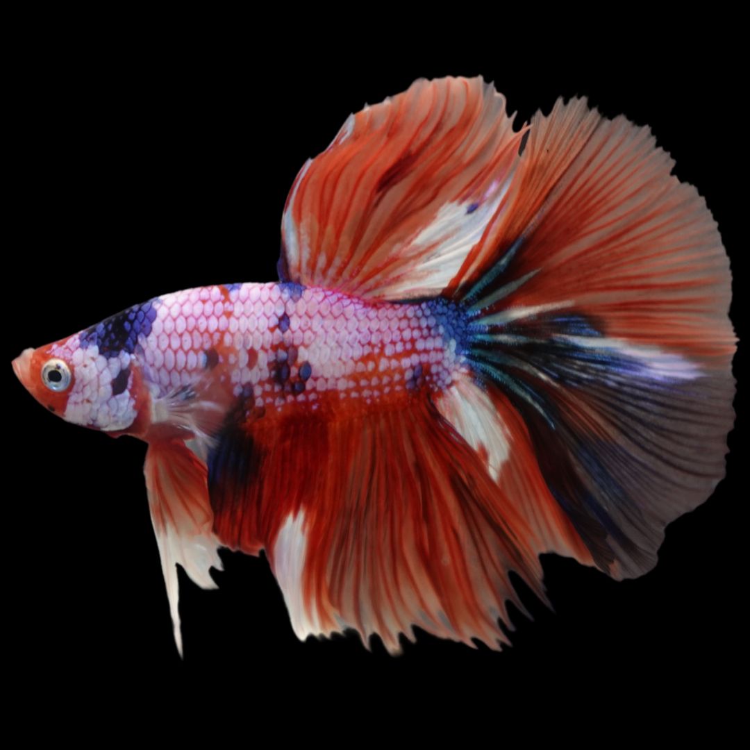 Rare Halfmoon Multicolors Betta Fish